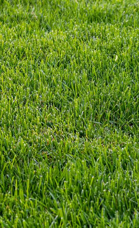 Lawn care in Plano and Frisco